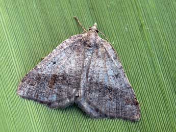 Macaria ichnusae Govi & Fiumi adulte - �Daniel Morel