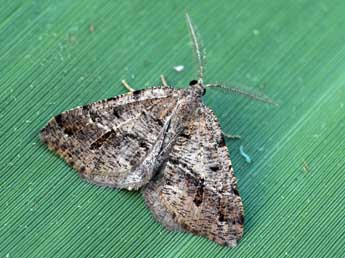 Macaria ichnusae Govi & Fiumi adulte - �Daniel Morel