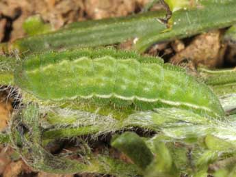  Chenille de Plebejus idas L. - �Wolfgang Wagner, www.pyrgus.de