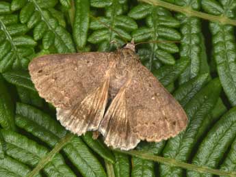 Clytie illunaris Hb. adulte - �Philippe Mothiron