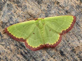 Eucrostes indigenata Vill. adulte - �Lionel Taurand