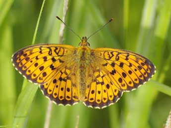 Brenthis ino Rott. adulte - �Pascal Dereix