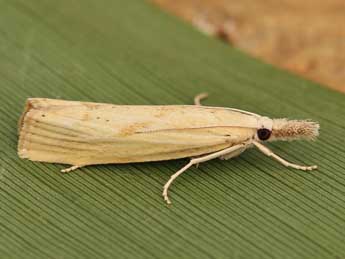 Agriphila inquinatella D. & S. adulte - �Lionel Taurand