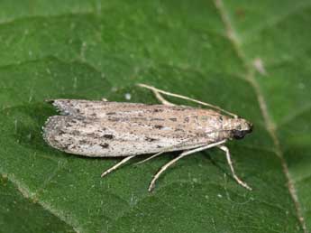 Phycitodes inquinatella Rag. adulte - �Philippe Mothiron