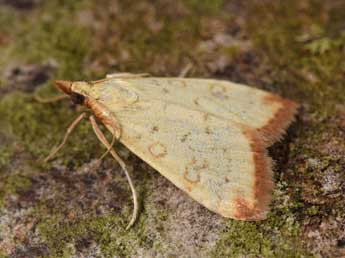 Udea institalis Hb. adulte - �Philippe Mothiron