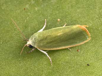 Earias insulana Bsdv. adulte - �Philippe Mothiron