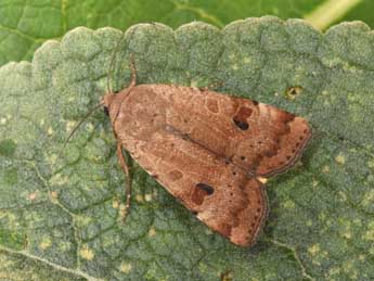 Noctua interposita Hb. adulte - �Philippe Mothiron