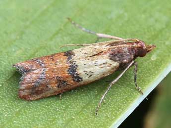 Plodia interpunctella Hb. adulte - �Lionel Taurand