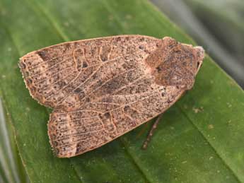 Conistra intricata Bsdv. adulte - �Philippe Mothiron