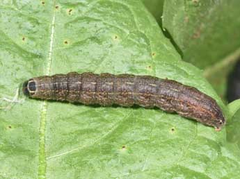  Chenille de Conistra intricata Bsdv. - �Philippe Mothiron