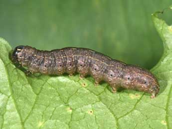  Chenille de Conistra intricata Bsdv. - �Philippe Mothiron