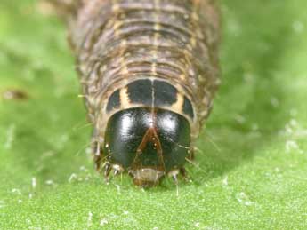  Chenille de Conistra intricata Bsdv. - �Philippe Mothiron