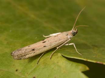 Homoeosoma inustellum Rag. adulte - �Philippe Mothiron