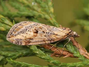 Chesias isabella Schaw. adulte - �Lionel Taurand