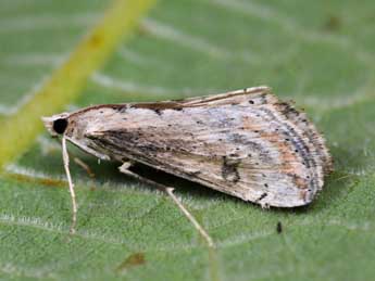 Evergestis isatidalis Dup. adulte - �St�phane Grenier