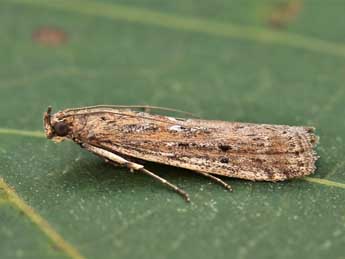 Huertasiella italogallicella Mill. adulte - �Lionel Taurand