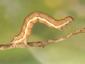  Chenille de Charissa italohelvetica Rz. Res. - �Heiner Ziegler