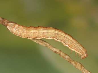  Chenille de Charissa italohelvetica Rz. Res. - �Heiner Ziegler