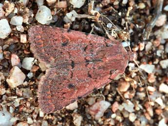 Xestia jordani Trti adulte - �Daniel Morel