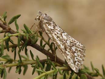 Compsoptera jourdanaria Serres adulte - �Lionel Taurand