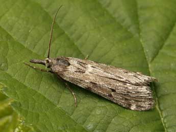 Seeboldia korgosella Rag. adulte - �Lionel Taurand