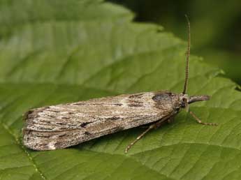 Seeboldia korgosella Rag. adulte - �Lionel Taurand