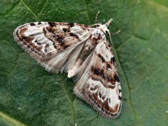 Nola kruegeri Trti adulte - �Daniel Morel