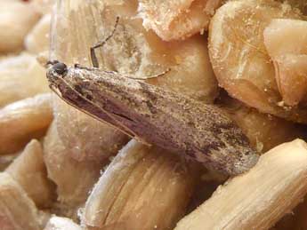 Ephestia kuehniella Z. adulte - �Claire Mouquet