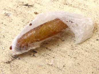  Chrysalide de Ephestia kuehniella Z. - �Claire Mouquet