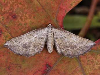 Coenocalpe lapidata Hb. adulte - �Lionel Taurand