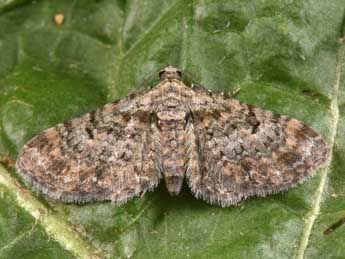 Eupithecia laquaearia H.-S. adulte - �Philippe Mothiron