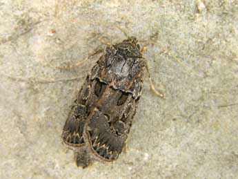 Agrotis lata Tr. adulte - �Egbert Friedrich