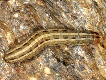  Chenille de Epipsilia latens Hb. - �Wolfgang Wagner, www.pyrgus.de