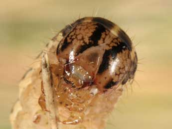  Chenille de Epipsilia latens Hb. - �Wolfgang Wagner, www.pyrgus.de