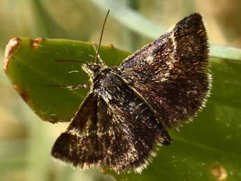 Cleptotypodes varennei Taurand & Nel adulte - �Alain Sauvage