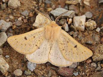 Dyscia lentiscaria Donz. adulte - �Lionel Taurand