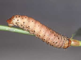  Chenille de Helotropha leucostigma Hb. - �Kimmo Silvonen