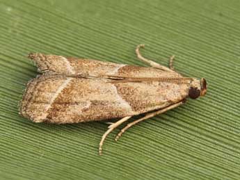 Nyctegretis lineana Scop. adulte - �Lionel Taurand