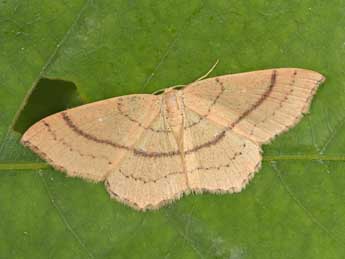 Cyclophora linearia Hb. adulte - �Philippe Mothiron