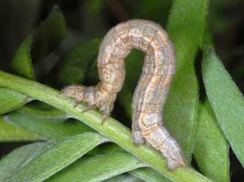  Chenille de Siona lineata Scop. - �Wolfgang Wagner, www.pyrgus.de