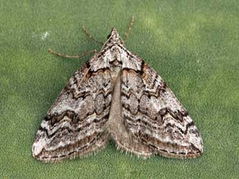 Chesias linogrisearia Const. adulte - �Daniel Morel