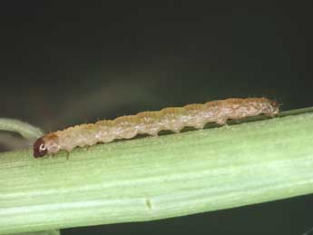  Chenille de Litoligia literosa Hw. - �Kimmo Silvonen