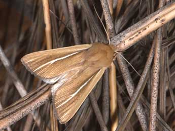 Mythimna litoralis Curt. adulte - �Philippe Mothiron