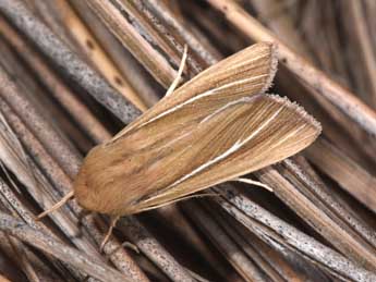 Mythimna litoralis Curt. adulte - �Philippe Mothiron