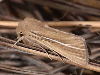 Mythimna litoralis Curt. adulte - �Philippe Mothiron