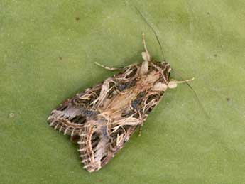 Spodoptera littoralis Bsdv. adulte - �Philippe Mothiron