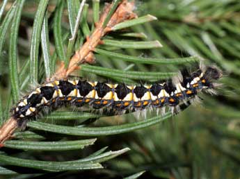  Chenille de Cosmotriche lobulina D. & S. - �Serge Wambeke