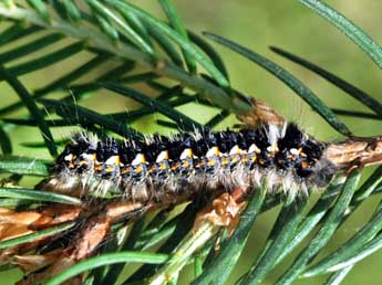  Chenille de Cosmotriche lobulina D. & S. - �Georges Verhulst