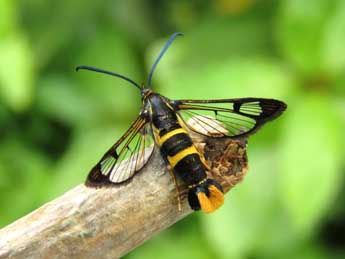 Synanthedon loranthi Kral. adulte - �Ruben Meert