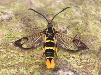 Synanthedon loranthi Kral. adulte - �Philippe Mothiron